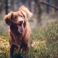 10 laimīgas dzīves noteikumi ikdienā ar suni