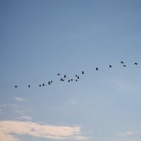 В Латвию возвращаются перелетные птицы