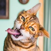 Amizanti foto: Kā izskatās kaķi, kas apēduši kaķumētru