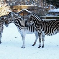 Lūstošu koku dēļ svētdien slēgts Rīgas Zoodārzs