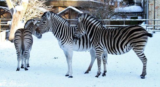 Из-за ломающихся деревьев в воскресенье закрыт Рижский зоопарк