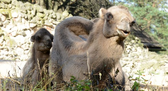 Rīgas Zooloģiskajā dārzā atklās atjaunoto kamieļmāju