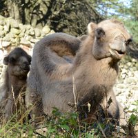 Rīgas Zooloģiskajā dārzā atklās atjaunoto kamieļmāju