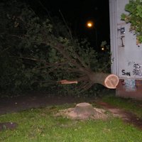 В Межциемсе неизвестные злоумышленники ловко спилили дерево