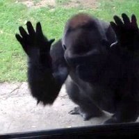 Video: Zoodārza gorilla atriebjas kaitinošiem bērniem