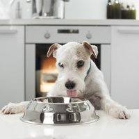 Suns svaigēdājs, veģetārietis vai vegāns; diētas ietekme uz dzīvnieka veselību