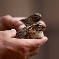 Mazie ražotāji: putnkopībā nav iespējams samazināt energoresursu patēriņu