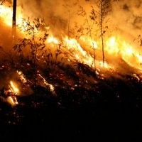 Синоптики: в лесах Риги ожидается чрезвычайно высокая пожароопасность