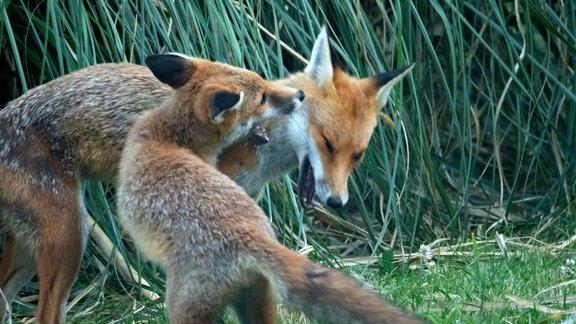 Video. Būrī turēti lapsēni nonākuši Līgatnes dabas taku aprūpē
