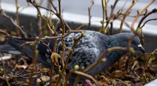 Ceturtdien gaidāms mākoņains laiks un gaiss iesils līdz sešiem grādiem