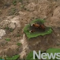 Video: Govju ģimene Jaunzēlandē paglābjas no postošās zemestrīces