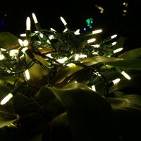 Izpušķoti augi Ziemassvētku noskaņās: jābūt piesardzīgam ar lampiņu virtenēm