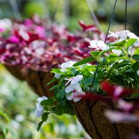 11 лучших ампельных цветов и растений для сада