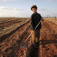 Ziemeļkorejas lielais sausums šogad draud ar badu