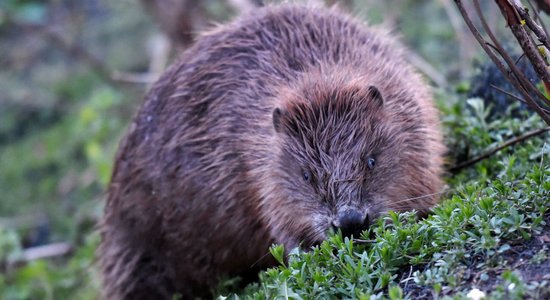 Bebri – izpletņlēcēji. Dīvainākā glābšanas operācija ASV vēsturē