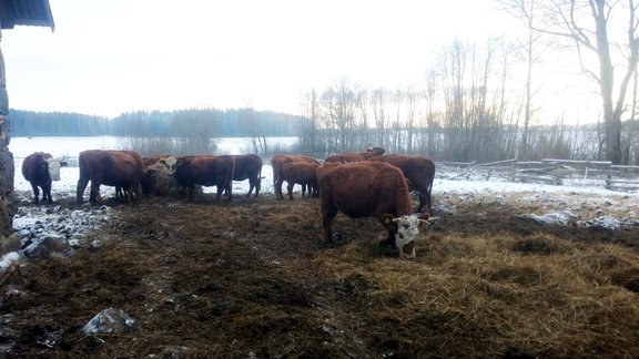 Liepas pagasta ferma, kurā mērdētas govis - 6