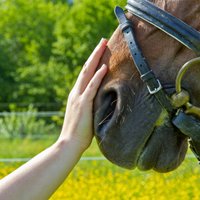 Video: Noguris zirgs pirms miedziņa apsedz pats sevi