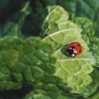 Kā pareizi kaltēt piparmētras, nepieļaujot nopietnu, bieži izplatītu kļūdu?