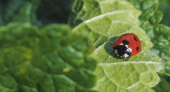 Kā pareizi kaltēt piparmētras, nepieļaujot nopietnu, bieži izplatītu kļūdu?