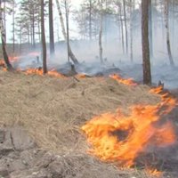 Video: Sibīrijā plosās milzīgi mežu ugunsgrēki
