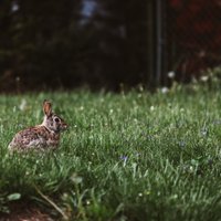 Kā mēslot, laistīt un pļaut: skaista zāliena izveides ABC