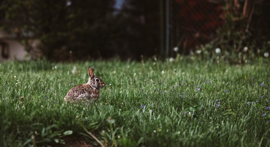 Kā mēslot, laistīt un pļaut: skaista zāliena izveides ABC