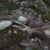 Video: Norvēģijā zibens nosper vairāk nekā 300 ziemeļbriežus