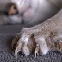 Ученые утверждают, что знают, как спасти диваны и стены от кошачьих когтей