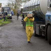 Nīderlandē putnu gripas uzliesmojuma dēļ tiks izkauti vēl 50 000 mājputnu