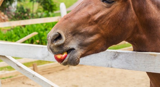 'Mežavairogi' aicina vest dārzā izaudzētos gardumus zirgu un lāču barošanai