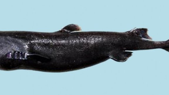 Ninja Lanternshark