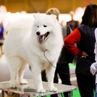 Kaķu, suņu un citu mīluļu izstāde Ķīpsalā jeb Ko šogad piedāvās 'ZooExpo 2015'