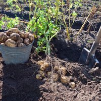 Palielinās risks, ka visu kartupeļu ražu šogad Latvijā neizdosies novākt