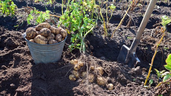 kartupeļi raža rudens veltes talka dakša lauku darbi 