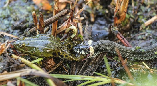 Aculiecinieka foto: Kā zalktis notiesā vardi