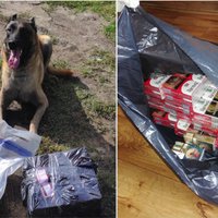 Foto: Policijas suns Marko palīdz atrast nelegālās cigaretes Engures pagastā