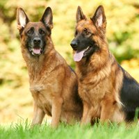 Valsts policijai izdevies pārdot divus dienestam vairs nederīgos suņus