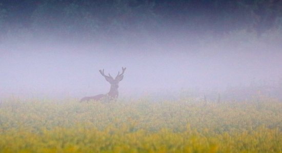 Latvijā sākusies aļņu un staltbriežu buļļu medību sezona