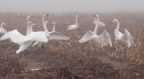 Trešdiena gaidāma mākoņaina un dūmakaina