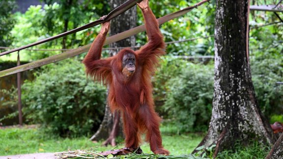 Orangutāns 