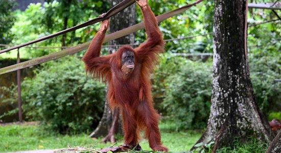 Malaizija plāno ieviest 'orangutanu diplomātiju'