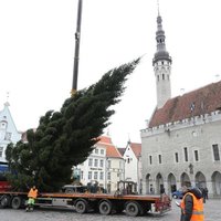 ФОТО. Эстонцы первыми среди балтийских стран установили в Таллине главную елку страны