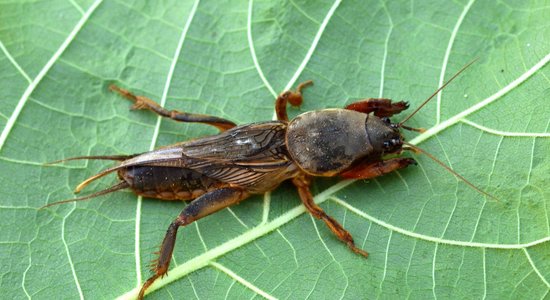 Pieredzes stāsts: kā ar veļas mazgāšanas līdzekli izvilināt zemesvēžus