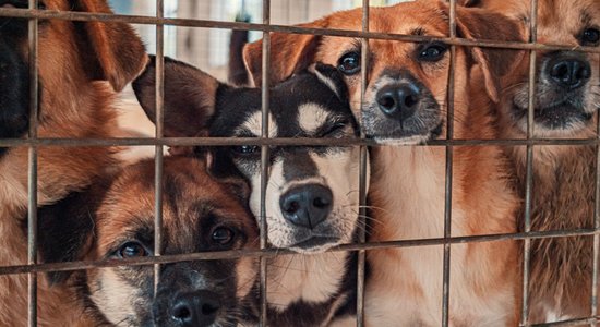 "Когда мы видим брошенных животных, забираем их всех". Спасенные в Украине собаки нашли приют в Латвии