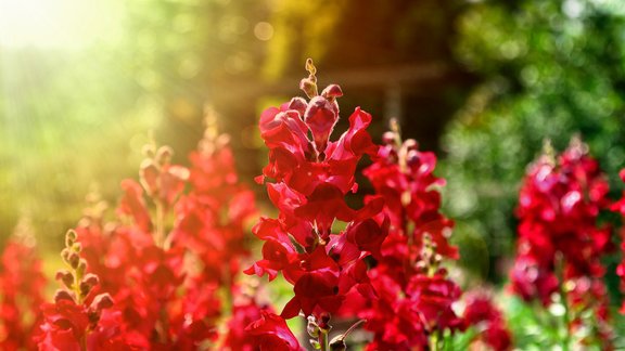 Snapdragons, lauvmutītes, lauvmutīte 