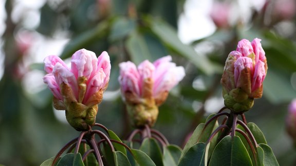 Mori rododendrs