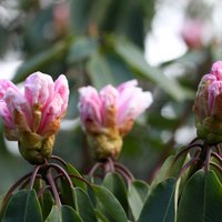 Rūpes par rododendriem pavasarī: veido vainagus un mēslo