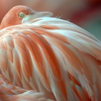 В Австралии усыпили фламинго, дожившего до 83 лет