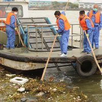 Ķīnā no upes izvilkti gandrīz 6000 beigtu cūku