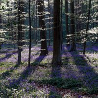 Foto: Zilo zvaniņu 'jūra' Beļģijas dižskābaržu mežā